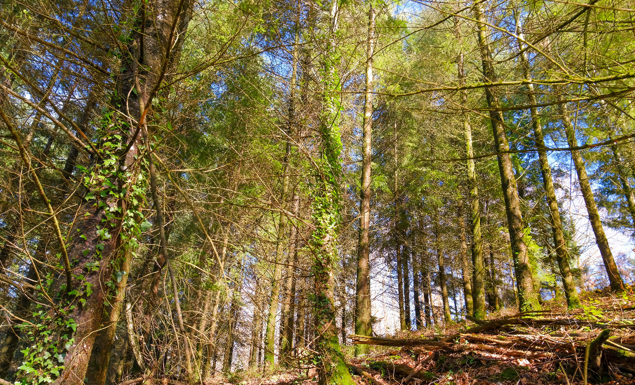 Photos 7 - Forest - Forêt d’un seul tenant avec Douglas et feuillus de 7 ha dans le Lot