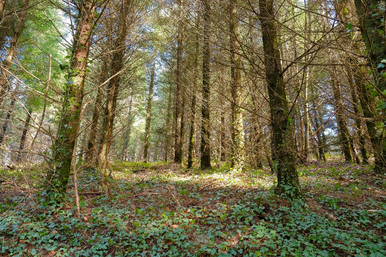 Photos 8 - Forest - Forêt d’un seul tenant avec Douglas et feuillus de 7 ha dans le Lot