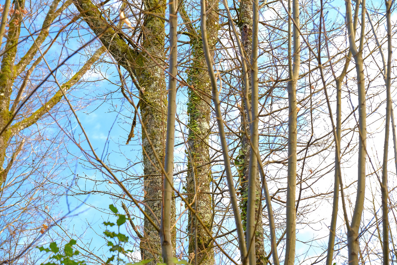 Photos 9 - Forest - Forêt d’un seul tenant avec Douglas et feuillus de 7 ha dans le Lot