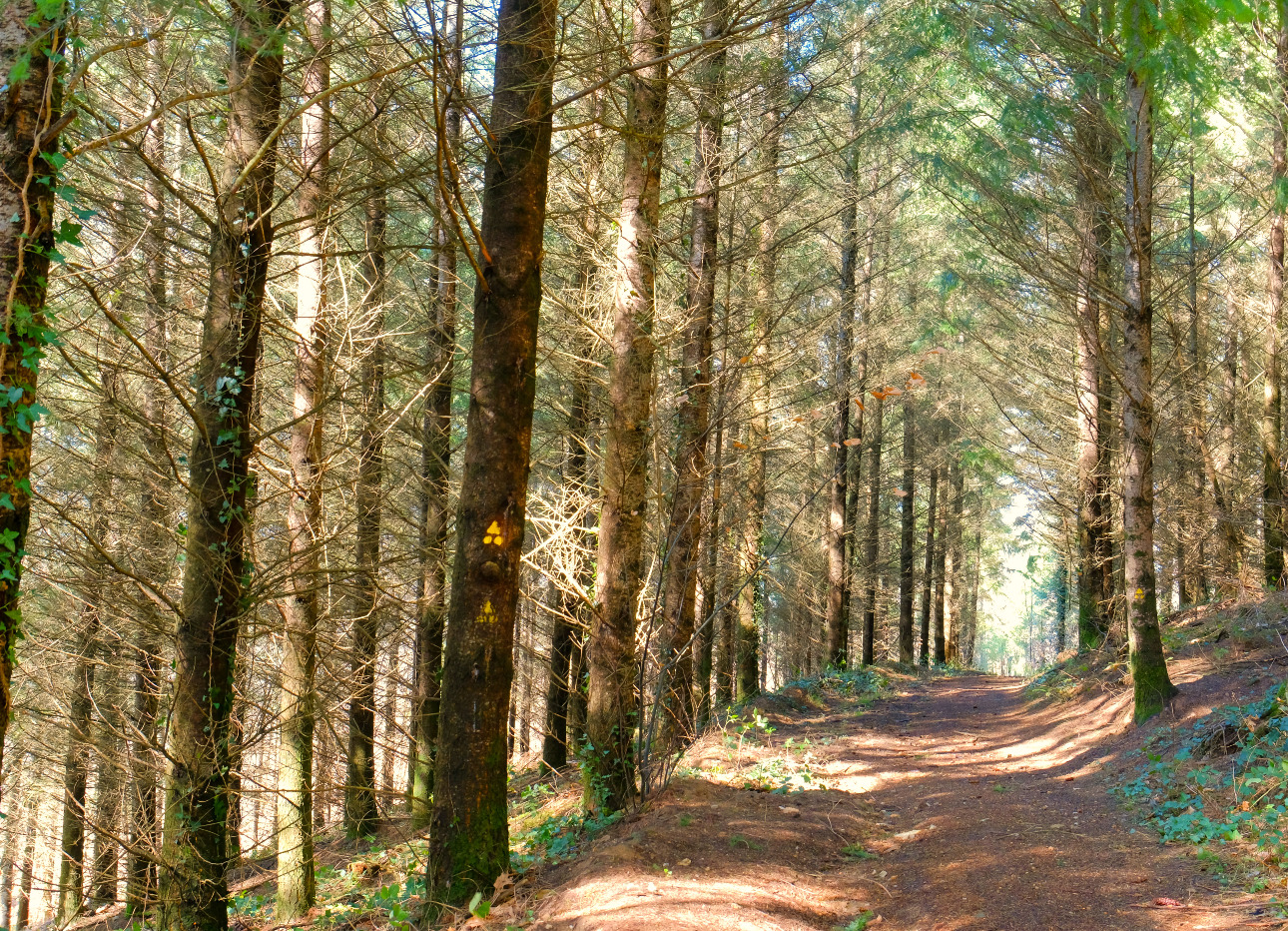 Photos 10 - Forest - Forêt d’un seul tenant avec Douglas et feuillus de 7 ha dans le Lot