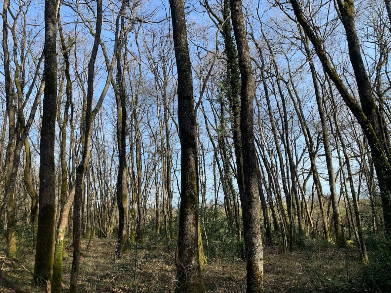 Photos 1 - Forest - Belle futaie de chêne en Dordogne