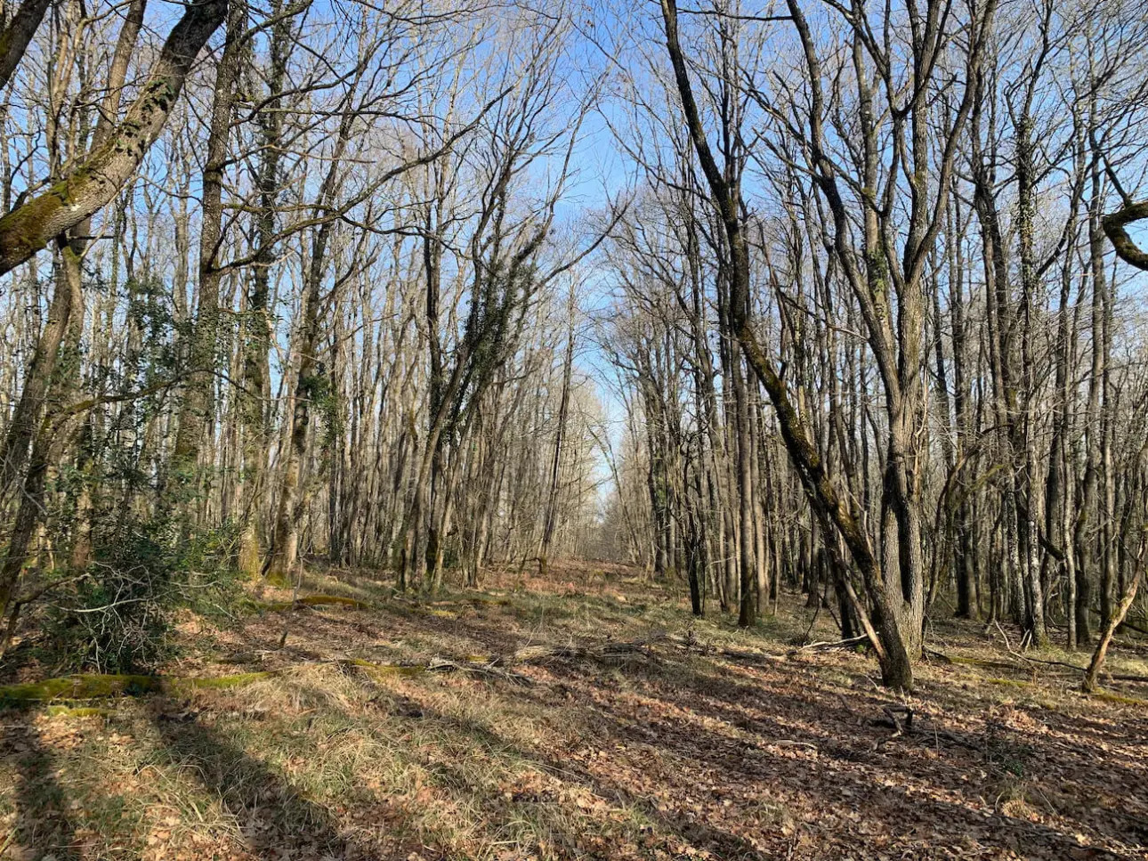 Photos 2 - Forestière - Belle futaie de chêne en Dordogne