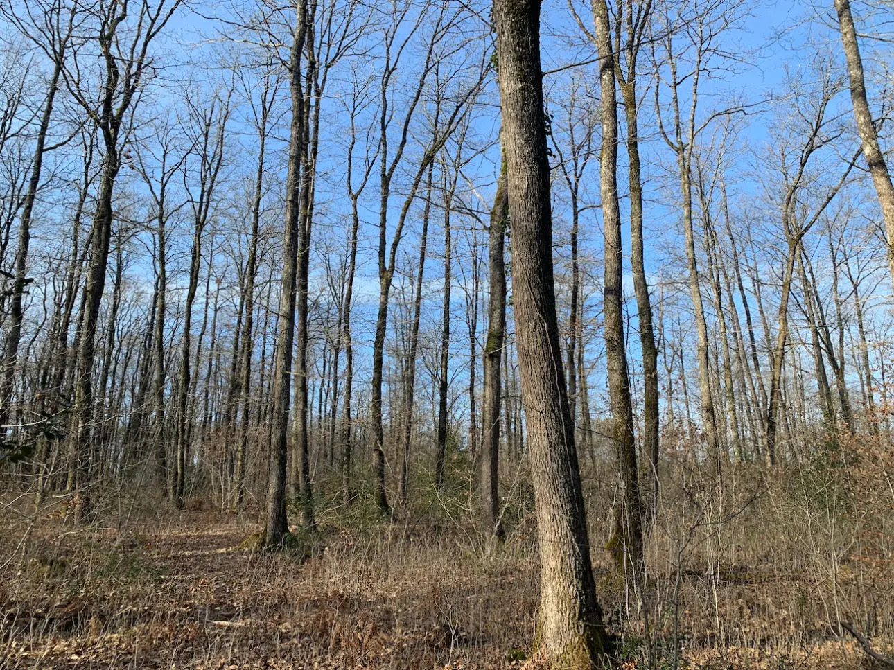 Photos 3 - Forest - Belle futaie de chêne en Dordogne