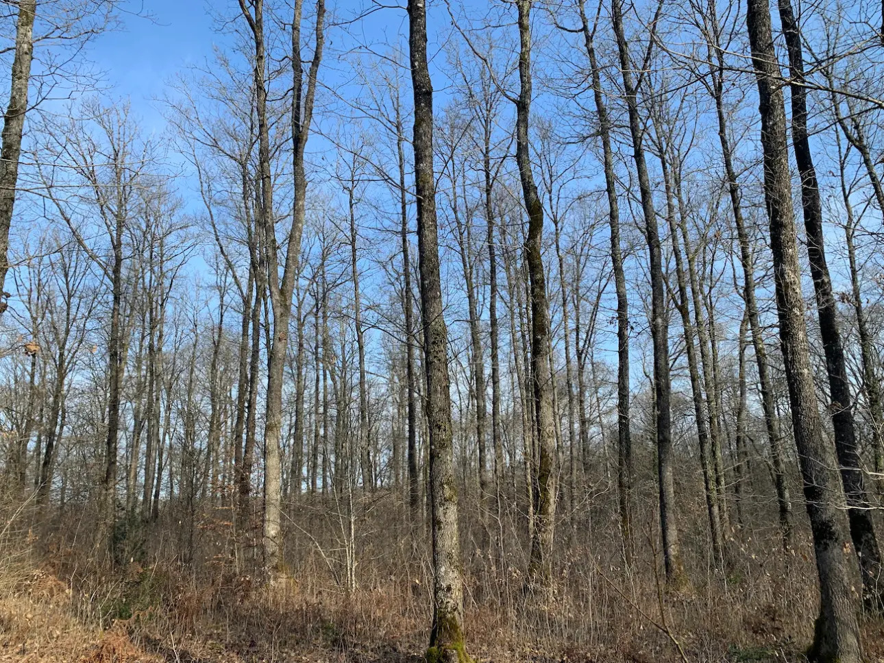 Photos 4 - Forestière - Belle futaie de chêne en Dordogne