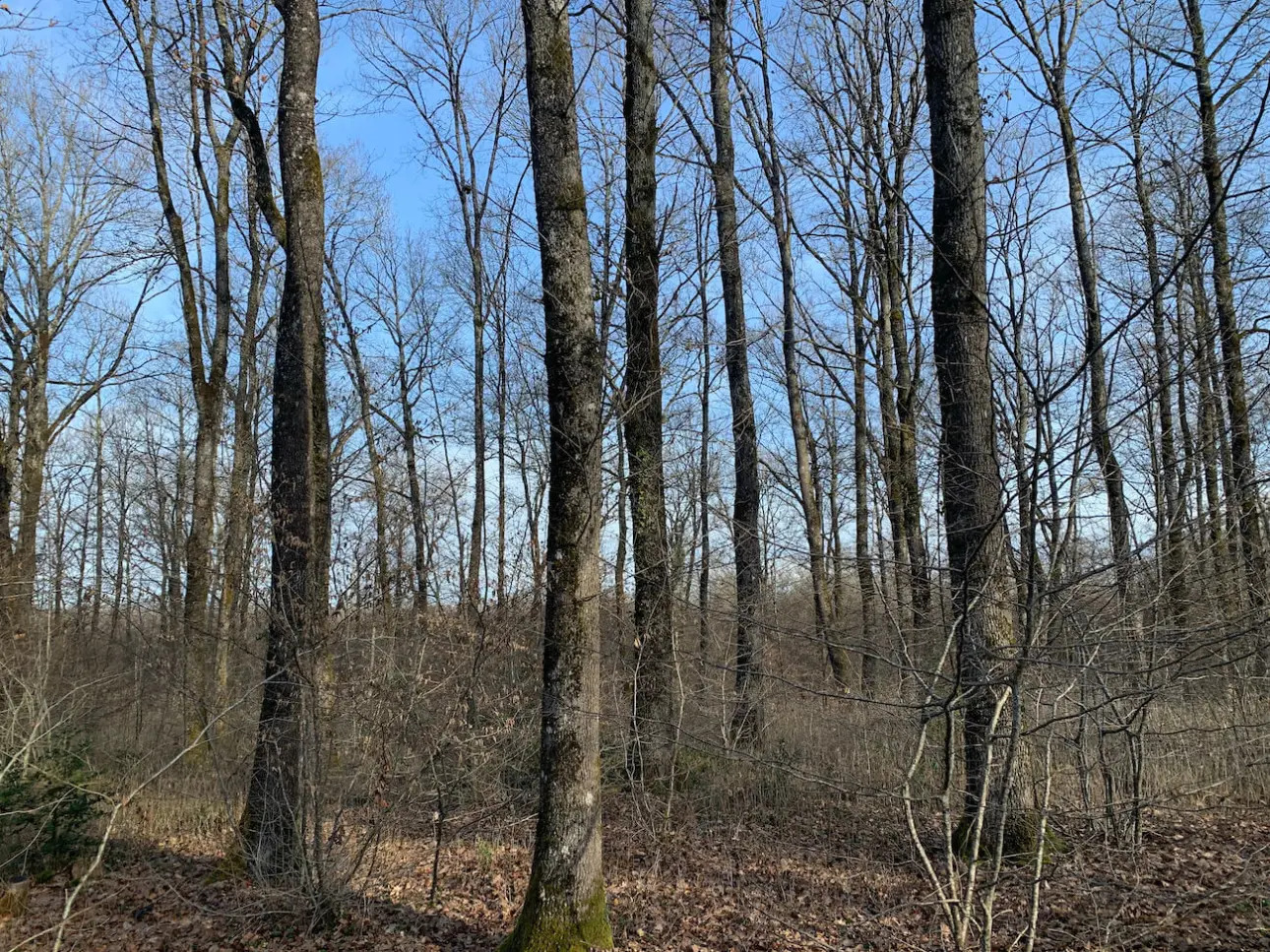 Photos 5 - Forest - Belle futaie de chêne en Dordogne