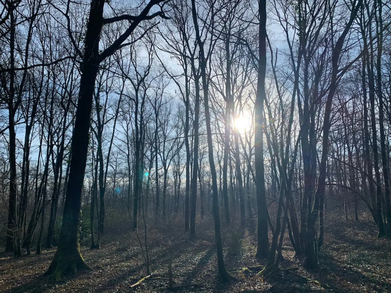 Photos 6 - Forestière - Belle futaie de chêne en Dordogne