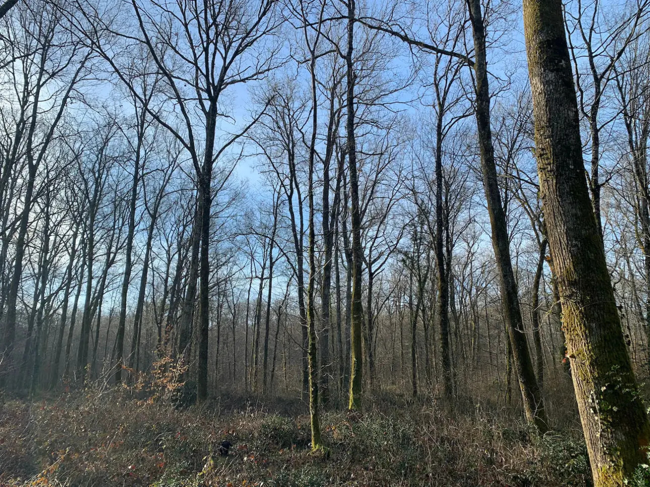 Photos 7 - Forest - Belle futaie de chêne en Dordogne