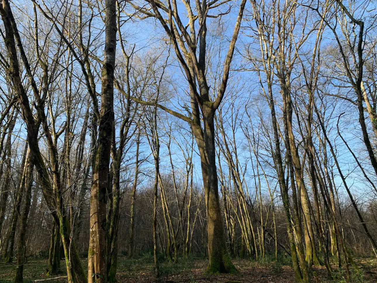 Photos 8 - Forestière - Belle futaie de chêne en Dordogne